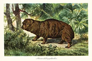 Heinrich Harder: Rock hyrax, Procavia capensis