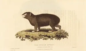 Cuvier: Rock hyrax, Procavia capensis