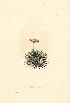 Carnea: Rock jasmine, Androsace laggeri