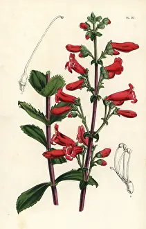 Penstemon: Rock penstemon, Penstemon baccharifolius