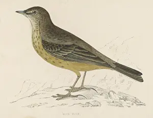 Anthus: ROCK PIPIT (MORRIS)