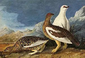 Lagopus: Rock Ptarmigan, Lagopus mutus