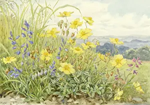 Vulgare: Rock-Rose and Milkwort
