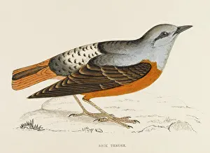 Thrushes: ROCK THRUSH