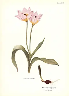 Dykes: Rock tulip, Tulipa saxatilis
