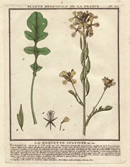 Brassica: Rocket or arugula, Brassica eruca