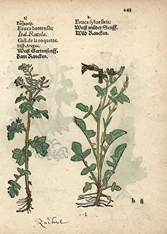 Lonicer: Rocket or arugula, Eruca sativa, and dogmustard