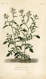 Flore: Rocket or arugula, Eruca vesicaria