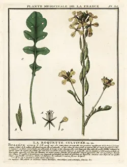 Colour Printing: Rocket or arugula, Eruca vesicaria