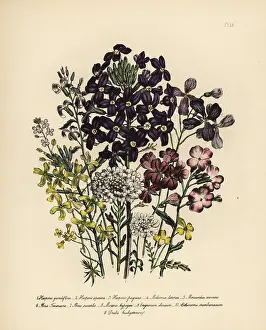 Grandiflora: Rocket and candy tuft species