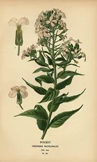 Odorata: Rocket, Hesperis matronalis