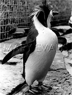 Rockhopper: ROCKHOPPER PENGUIN