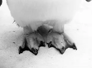 Rockhopper: ROCKHOPPER PENGUIN FEET