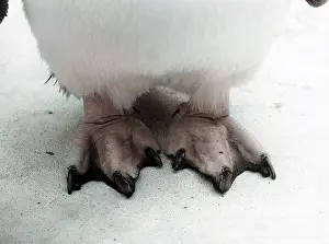 Rockhopper: ROCKHOPPER PENGUIN FEET