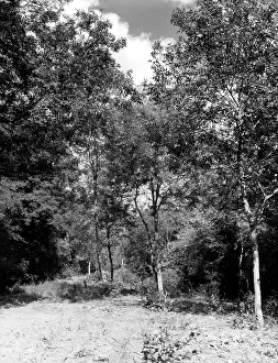 Rockingham: ROCKINGHAM FOREST