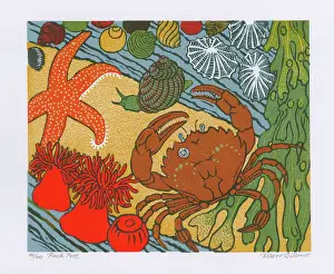 Anemones: Rockpool