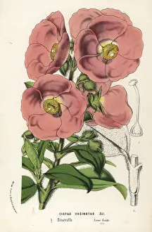 Cistus: Rockrose, Cistus symphytifolius