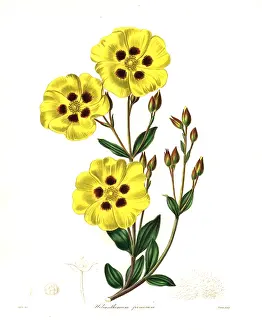 Subsp: Rockrose, Halimium lasianthum subsp. formosum