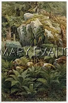 Tirolean: ROCKS AND FERNS