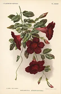 Mandevilla: Rocktrumpet, Mandevilla atroviolacea