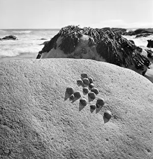 Barnacles: Rocky beach with barnacles