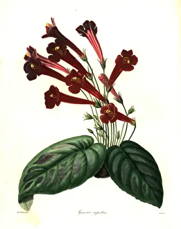 Maund: Rocky gesnera, Gesnera rupestris
