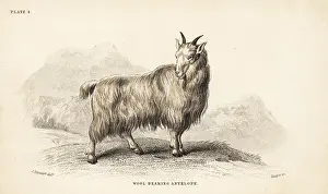 Antilope: Rocky Mountain goat, Oreamnos americanus