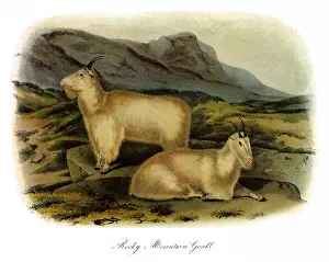 Capra: Rocky Mountain Goats