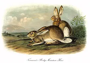 Upwards: Rocky Mountain Hare