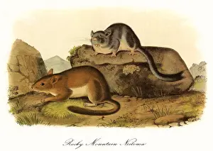 Drummondii: Rocky Mountain Neotomas