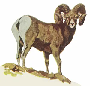 Toward: Rocky Mountain Sheep