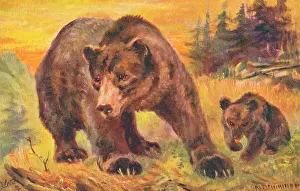 Grizzly: In the Rocky Mountains - Grizzly Bear