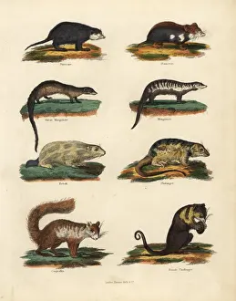 Smellie: Rodent species