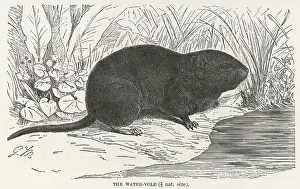 Vole: RODENT/WATER VOLE