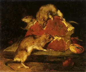 Rats: The Rodents
