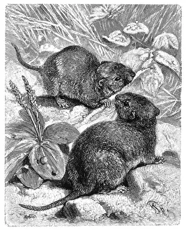 Voles: RODENTS/FIELD VOLES