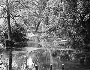 Wanstead: THE RODING AT WANSTEAD