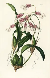 Decora: Rodriguezia decora orchid