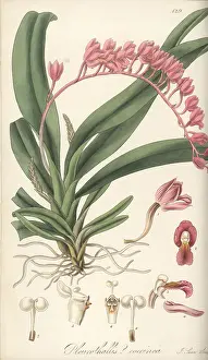 William Blackwood: Rodriguezia lanceolata orchid