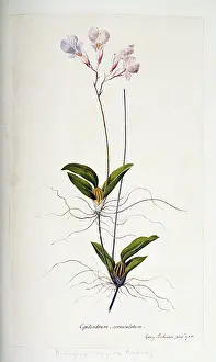 Epidendrum: Rodriguezia rigida, orchid