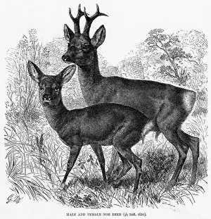 Roebuck: ROE DEER