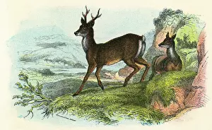 ROE DEER