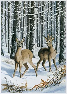 Roe Deer