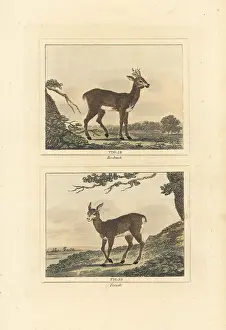 Roebuck: Roe deer, Capreolus capreolus