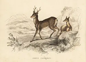 Bildersaal: Roe deer, Capreolus capreolus