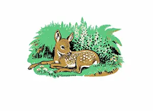 Lees: Roe deer fawn