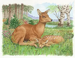 Roe Deer and fawn in a woodland setting