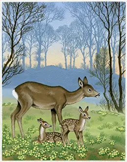 Fawns: Roe deer with two fawns