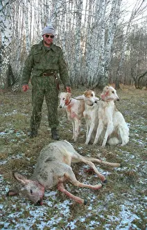 Hounds: Roe deer hunting, 1995