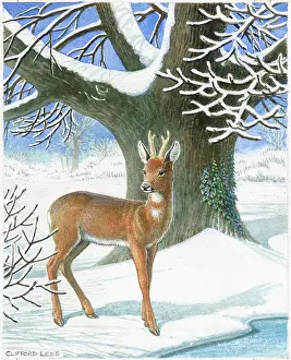 Lees: Roe deer in the snow